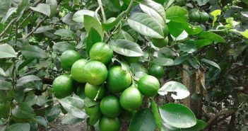 পঞ্চগড়ের তেতুলিয়ায় চা বাগানগুলোর মাঝে মালটা চাষ করছেন চাষীরা